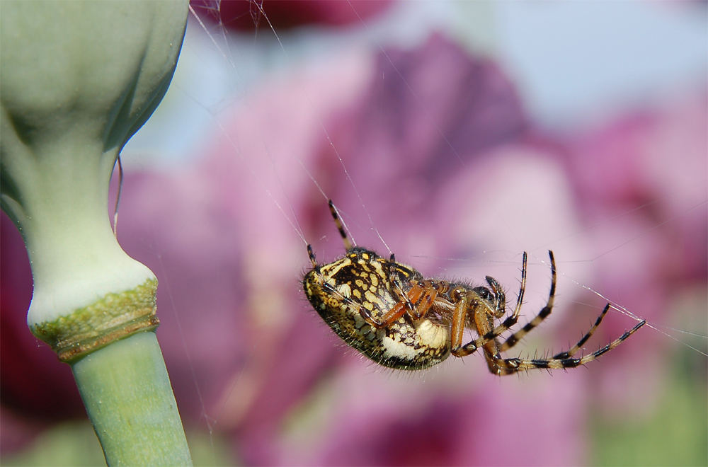 Spinne im Mohn