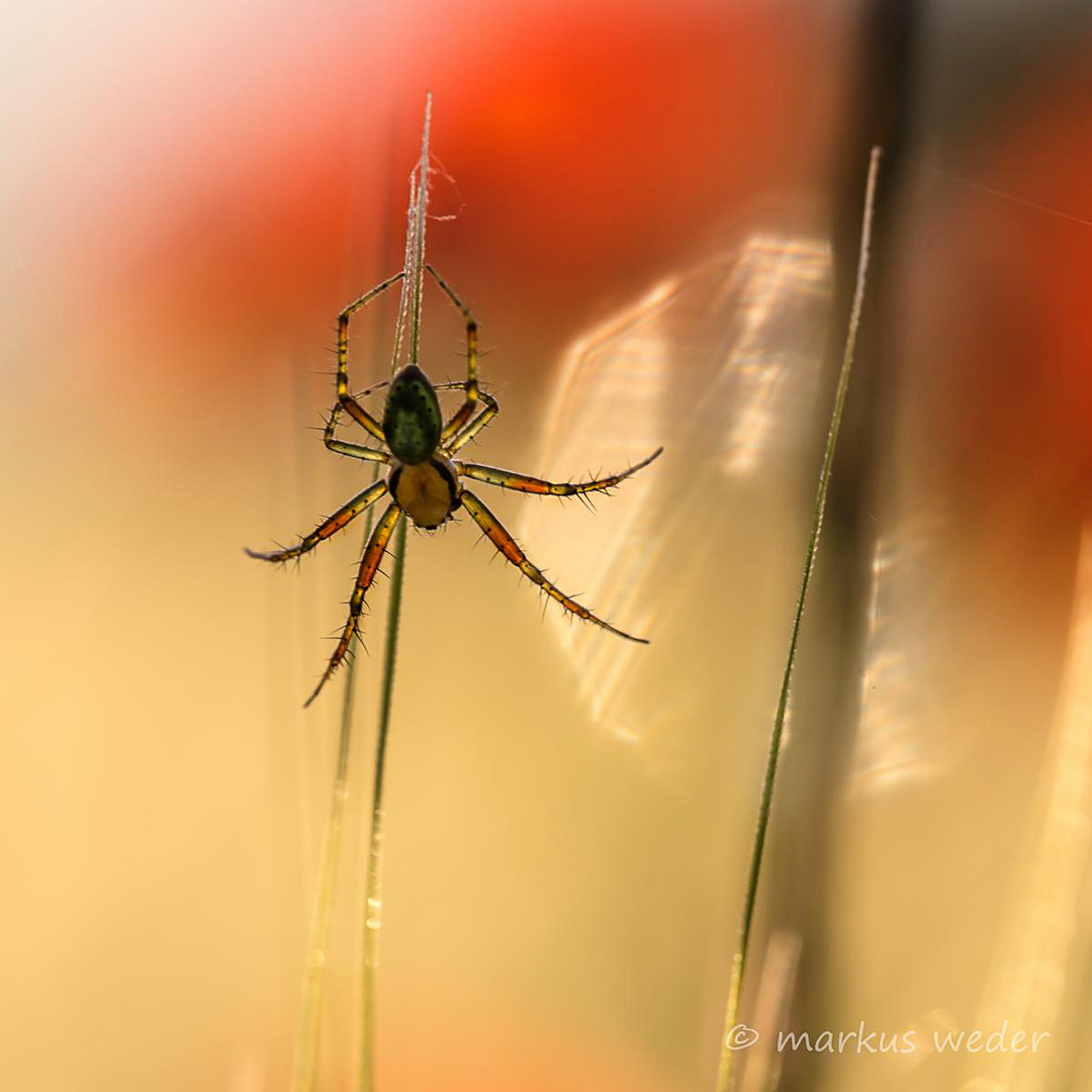 Spinne im Mohnfeld