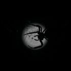 Spinne im Mond