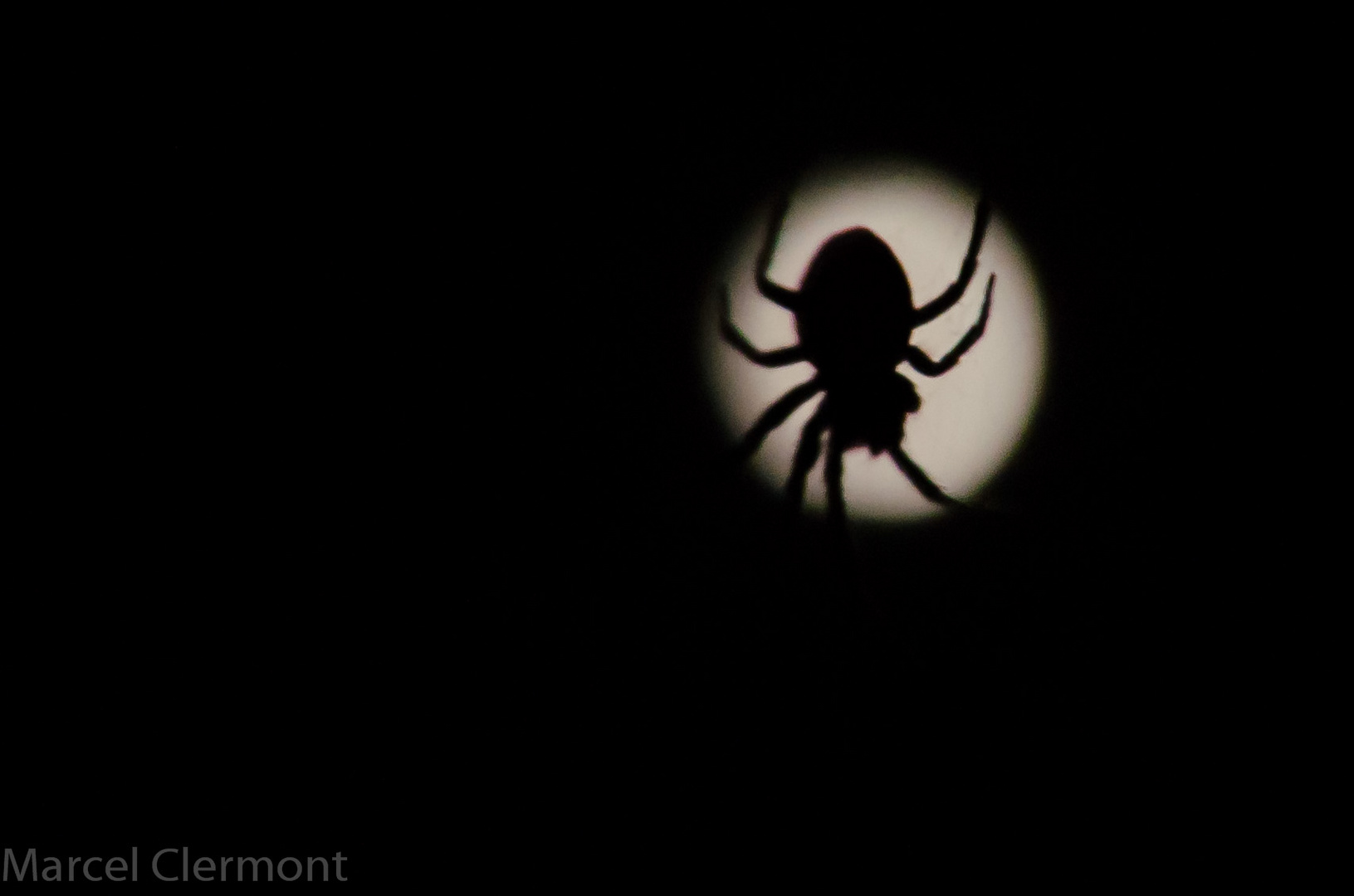 Spinne im Mond