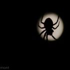 Spinne im Mond