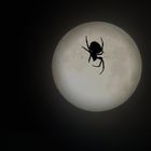 Spinne im Mond - Halloween