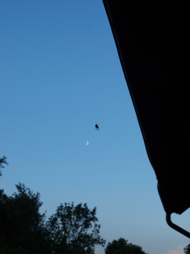 Spinne im Mondlicht