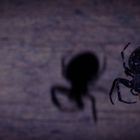 Spinne im Mondlicht