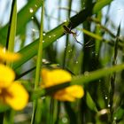 Spinne im Morgengrauen