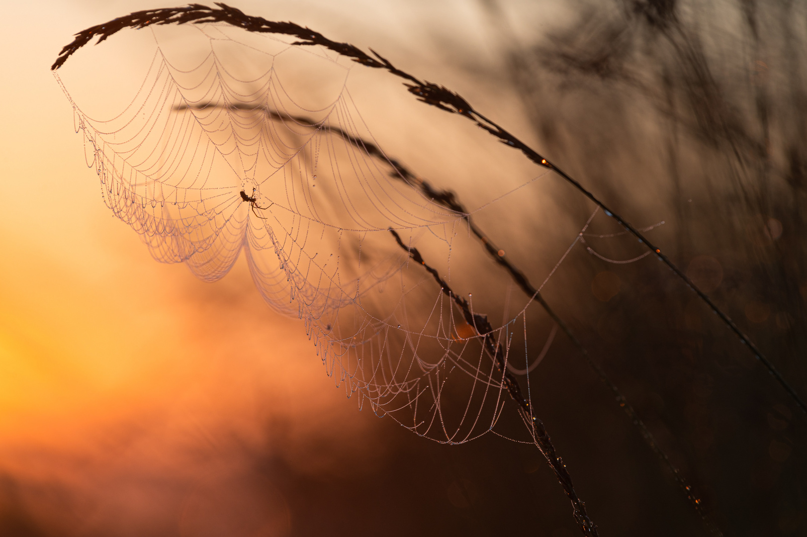 ___Spinne im Morgenlicht________