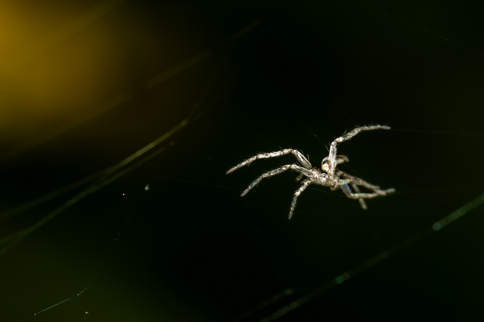 Spinne im Morgenlicht