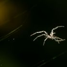 Spinne im Morgenlicht