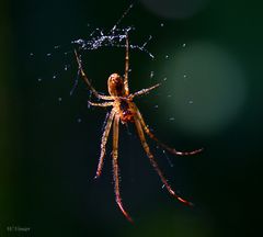 Spinne im Morgenlicht