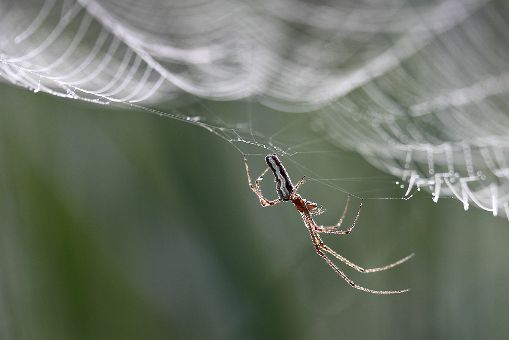 Spinne im Morgentau.