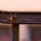 Spinne im Morgentau