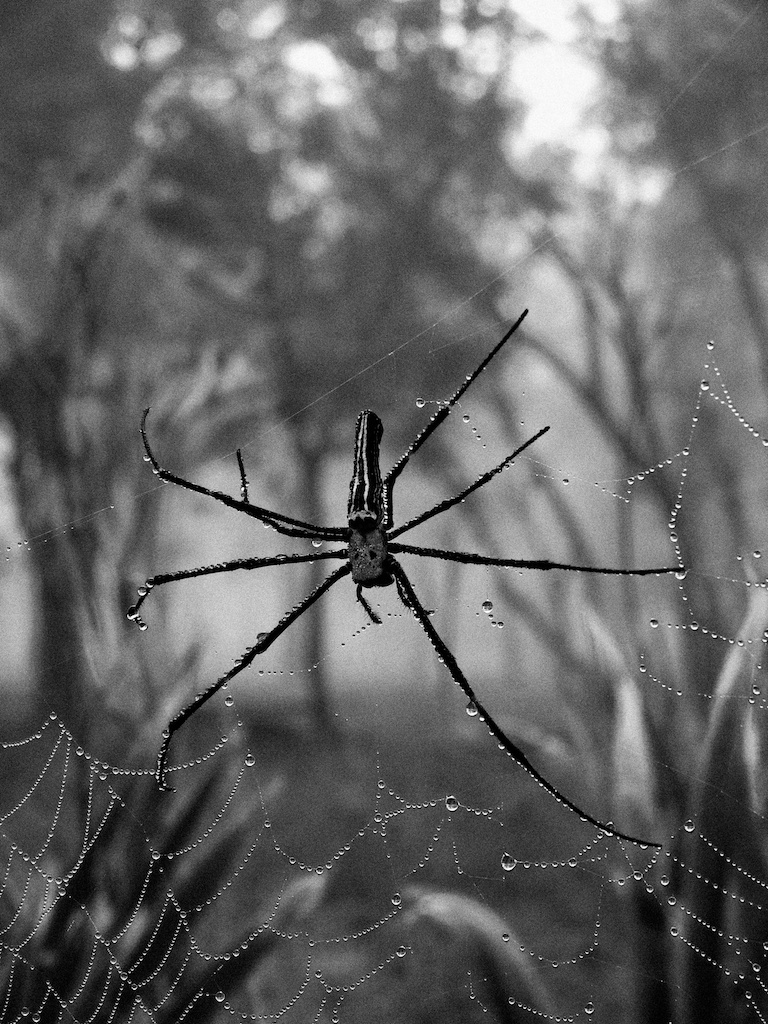 Spinne im Morgentau