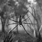 Spinne im Morgentau