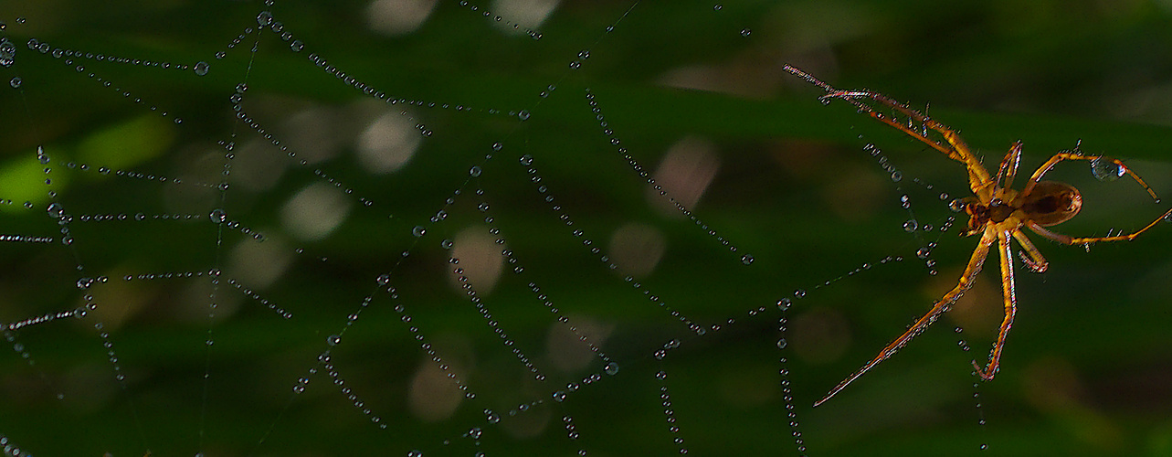 Spinne im Morgentau