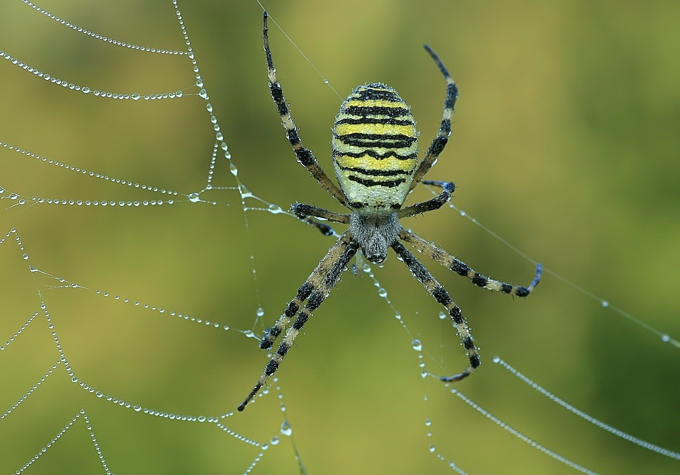 Spinne im Morgentau