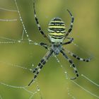 Spinne im Morgentau