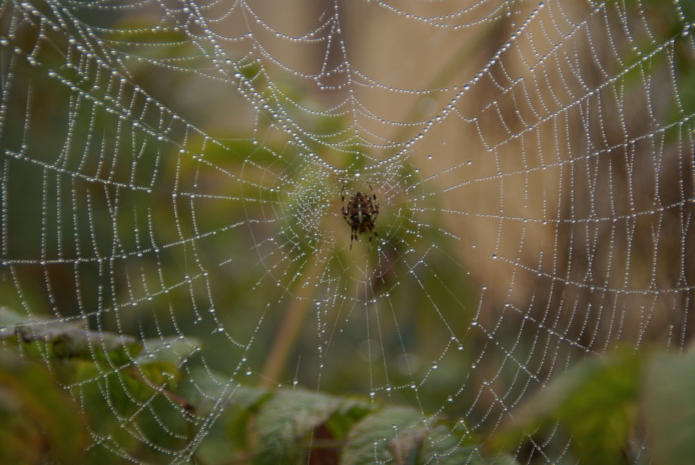 Spinne im Morgentau