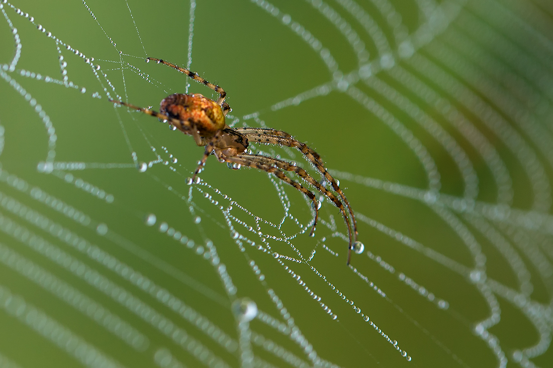 Spinne im Morgentau