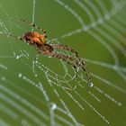 Spinne im Morgentau