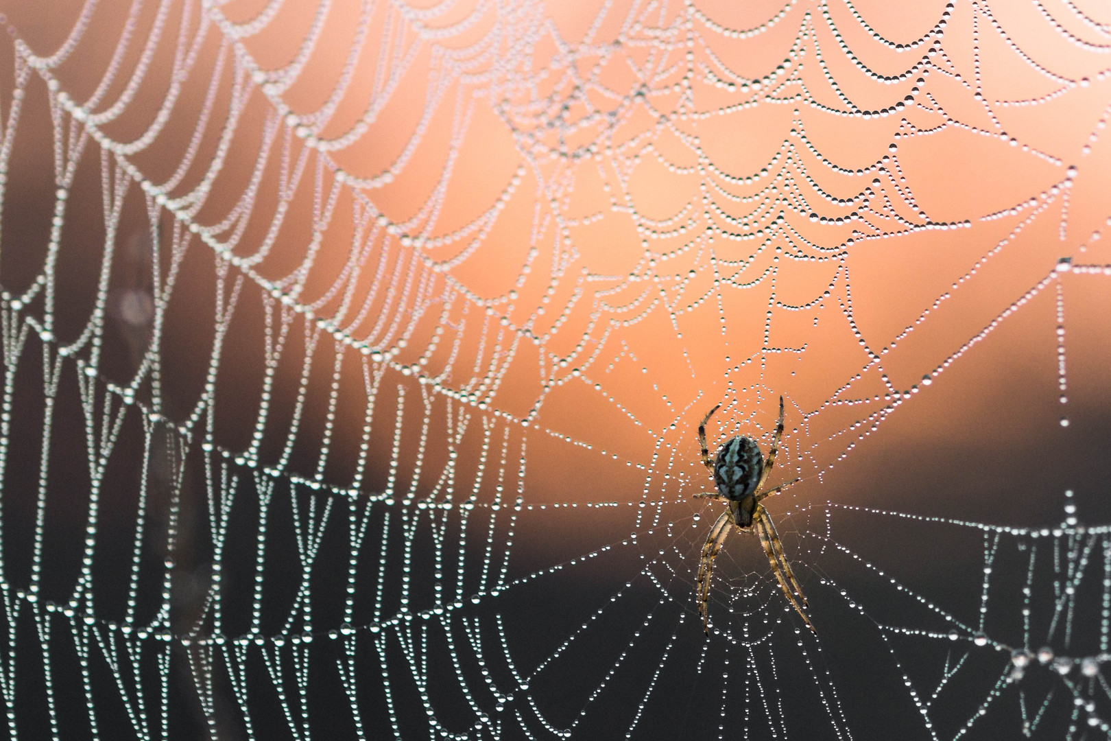 Spinne im Morgentau