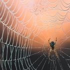 Spinne im Morgentau