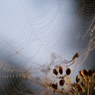 Spinne im Morgentau