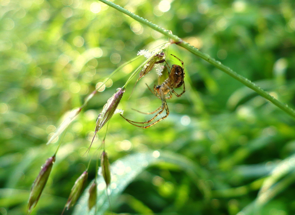 Spinne im Morgentau