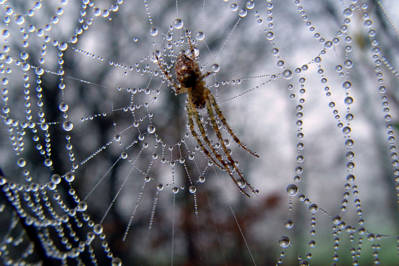 Spinne im Morgentau