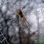 Spinne im Morgentau