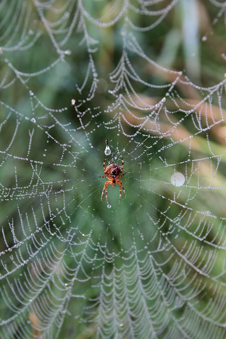 Spinne im Morgentau !