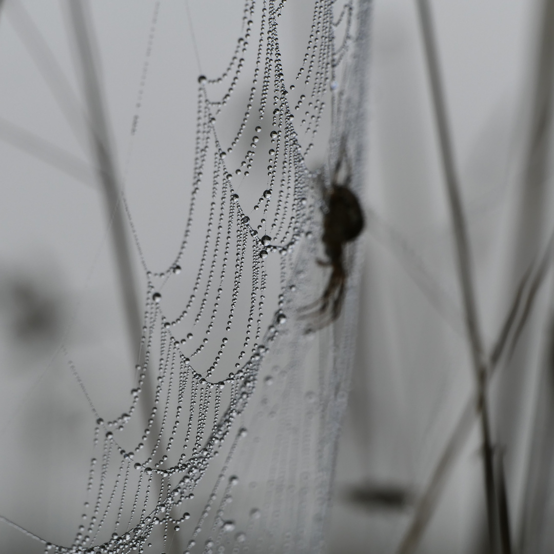 Spinne im Nebel