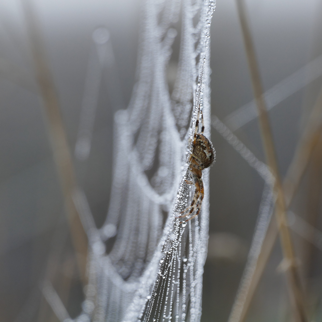 Spinne im Nebel