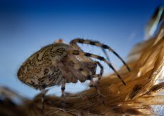 Spinne im Nest