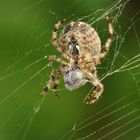 Spinne im Netz