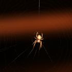 Spinne im Netz