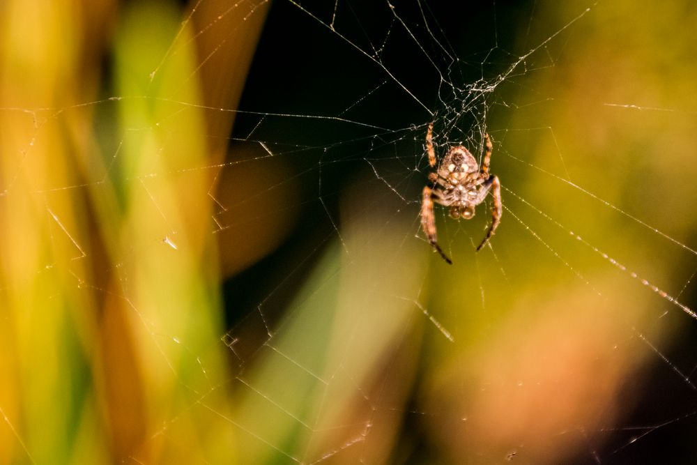 Spinne im Netz