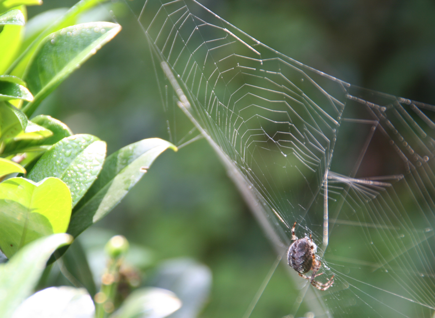 Spinne im Netz