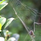 Spinne im Netz