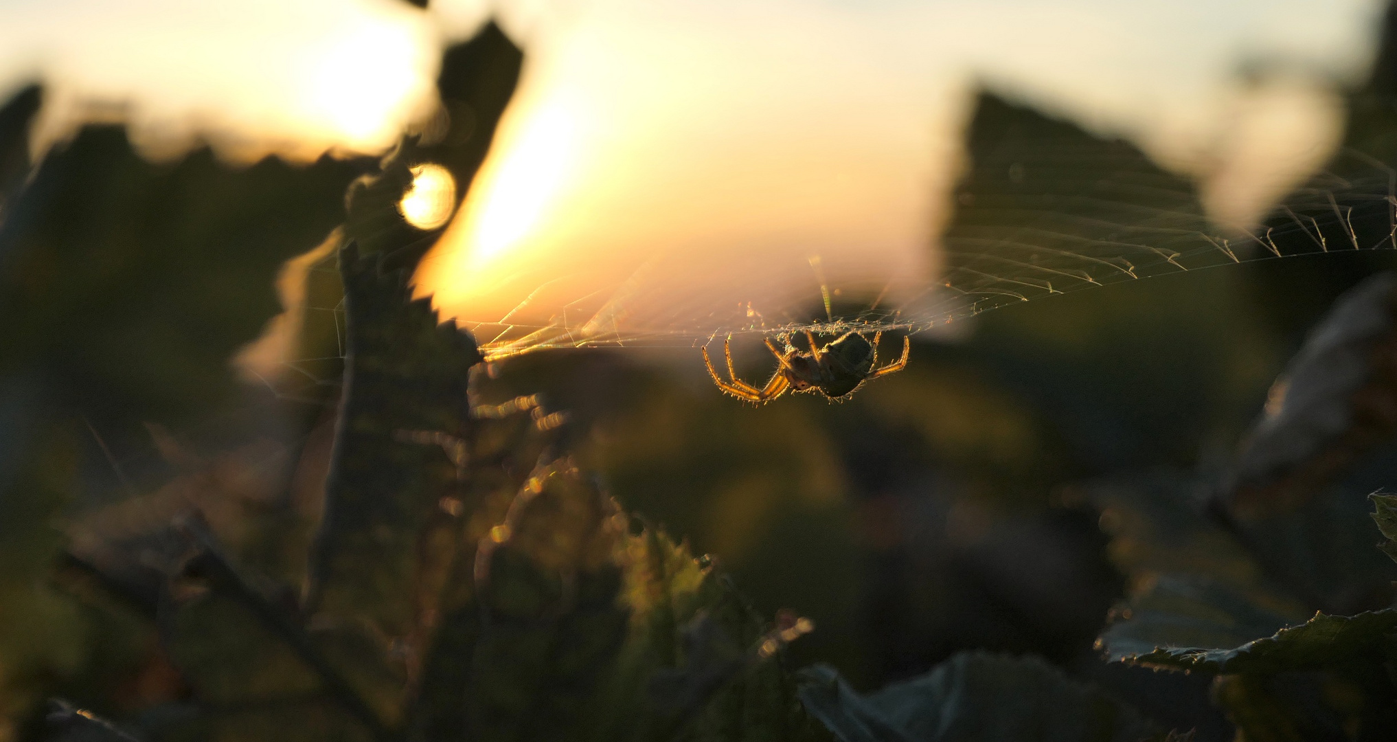 Spinne im Netz