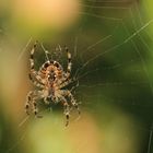 Spinne im Netz