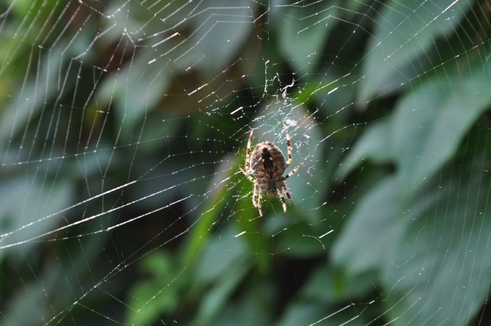 Spinne im Netz