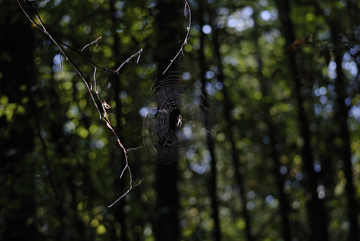 Spinne im Netz