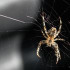 Spinne im Netz