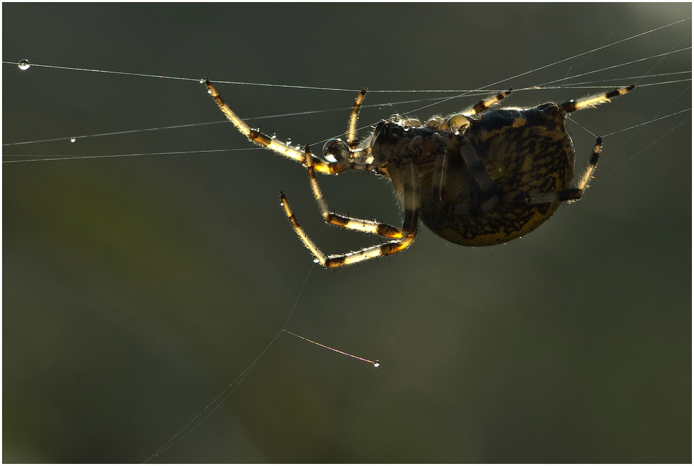 Spinne im Netz