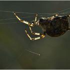 Spinne im Netz