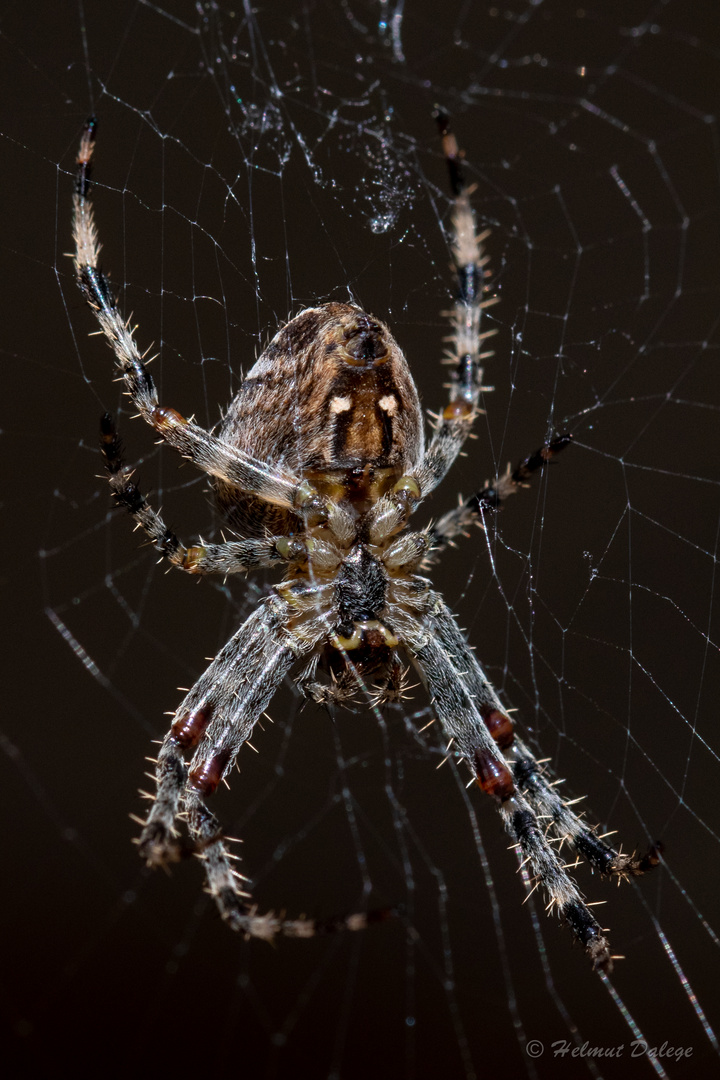 Spinne im Netz