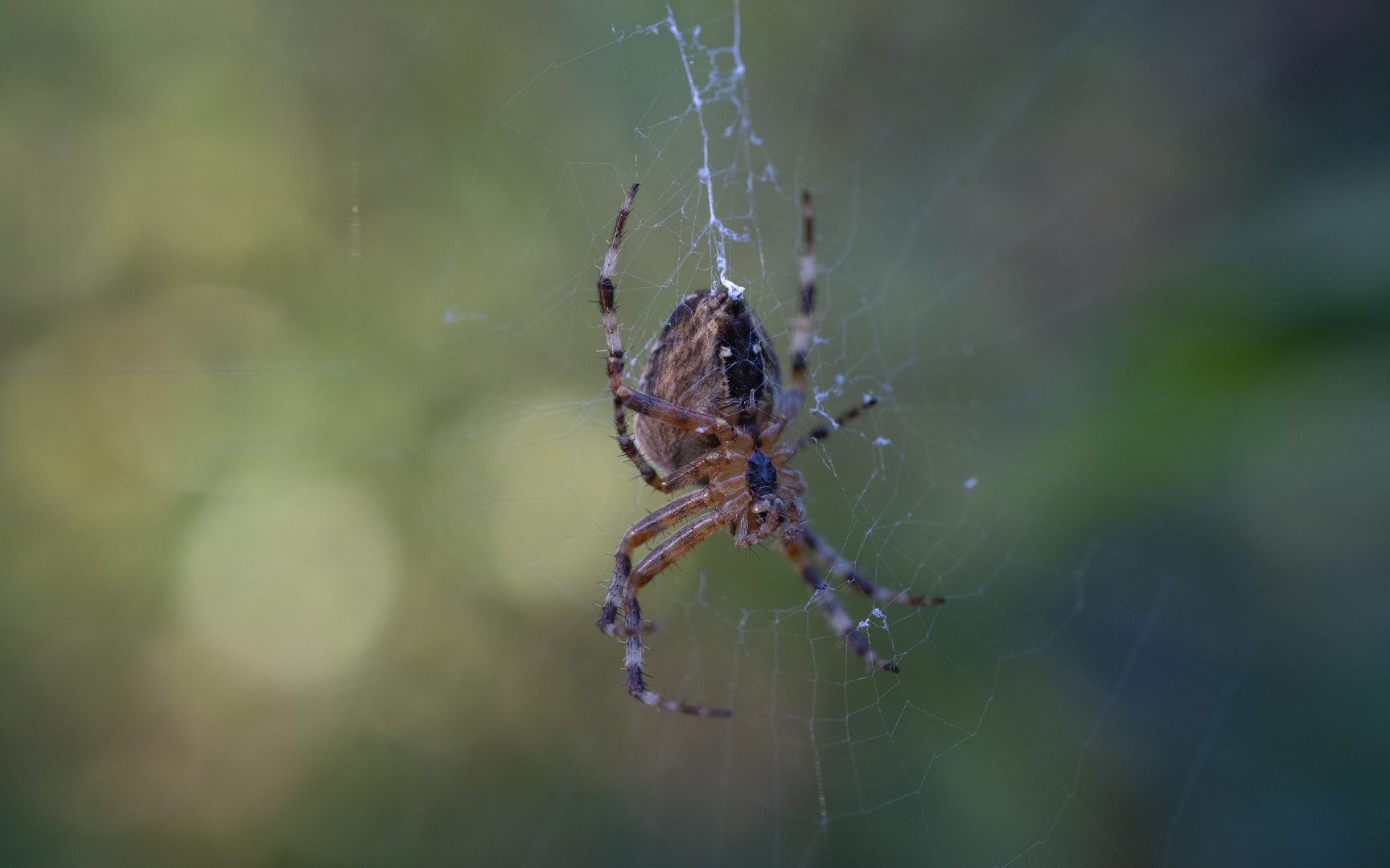 Spinne im Netz 1