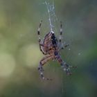 Spinne im Netz 1