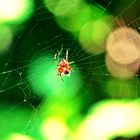 Spinne im Netz