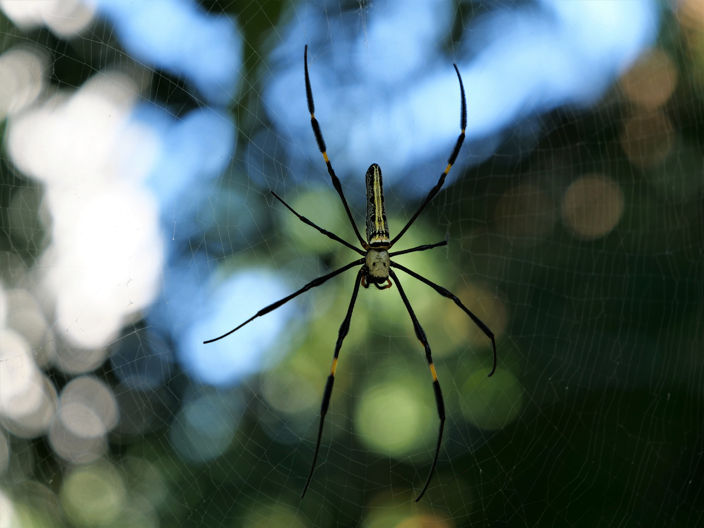 Spinne im Netz